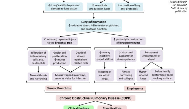 COPD-Pathogenesis3-1024x768.jpg