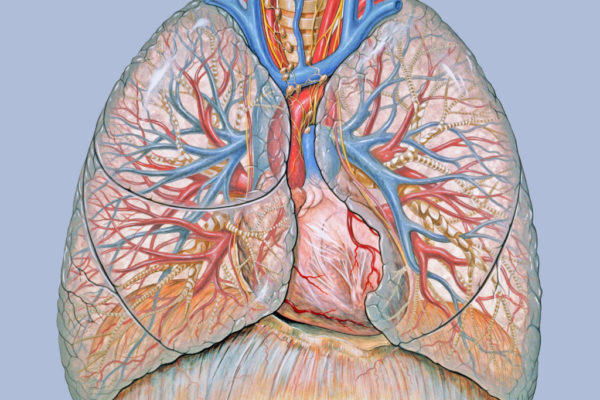 anatomy_lungs_lung_desktop_2640x1927_wallpaper-373502-1024x747.jpg