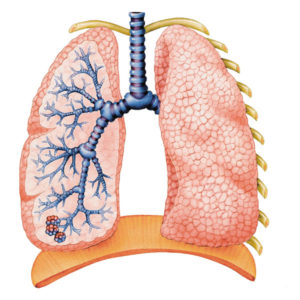 lungs-300x300.jpg